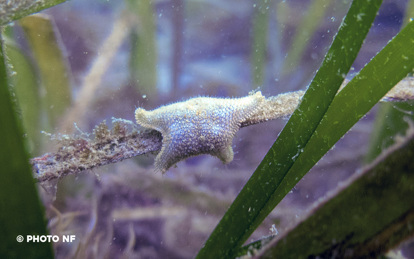 Astérie naine des posidonies - Etel - Plongée