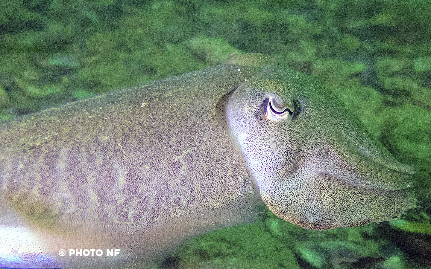 Seiche - Etel - Plongée