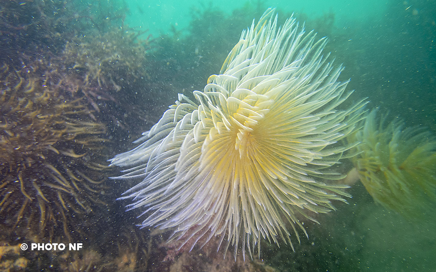 Spirographe - Etel - Plongée