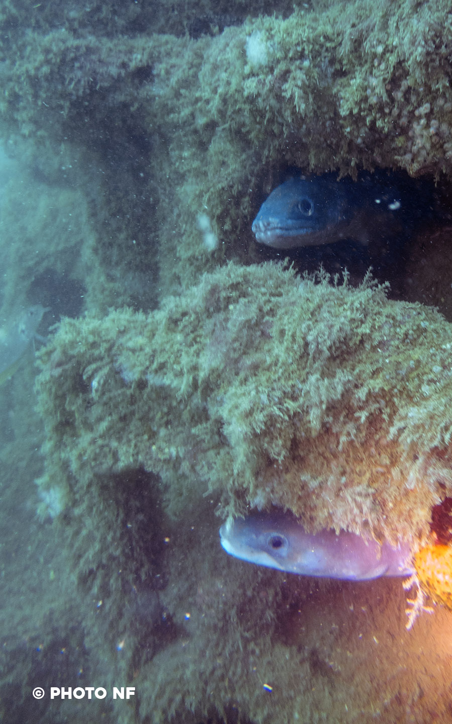 Congre - Glénan - plongée