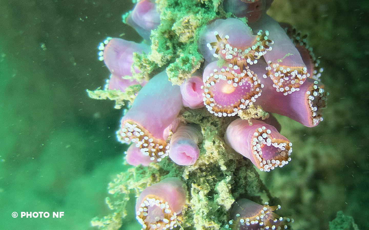 Corynactis - Glénan - Plongée