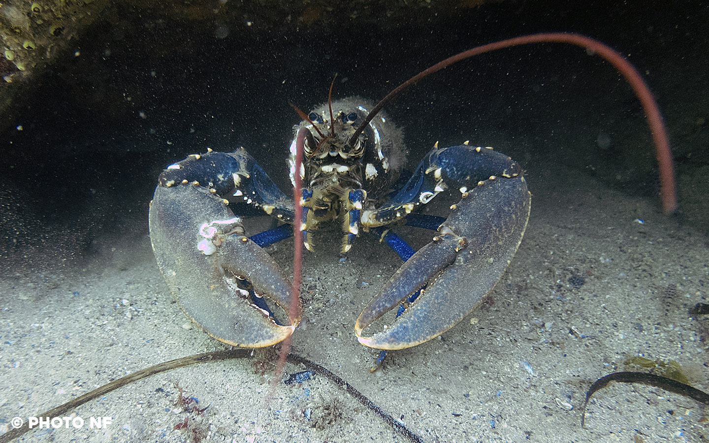 Homard - Glénan - Plongée