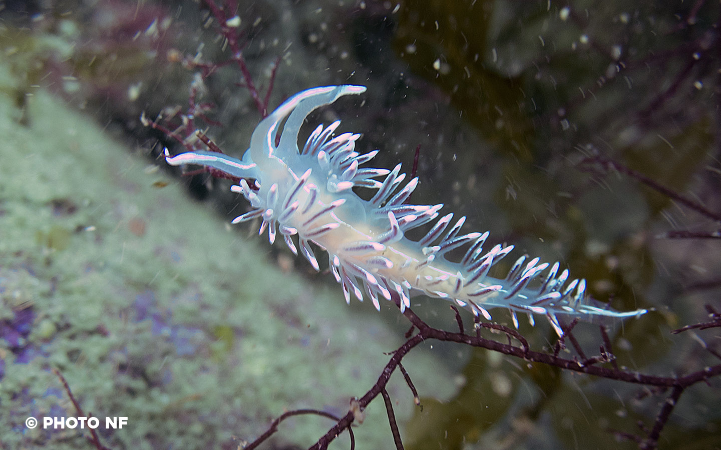 Flabelline - Glénan - Plongée