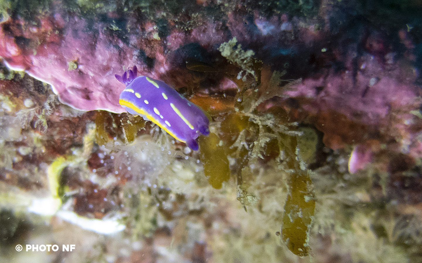 Doris céleste - Glénan - Plongée