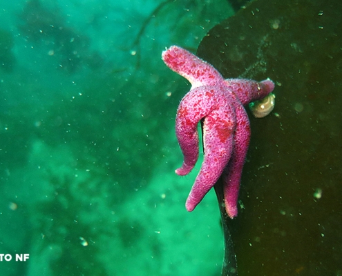 Etoile de mer - Ploumanach - Plongée