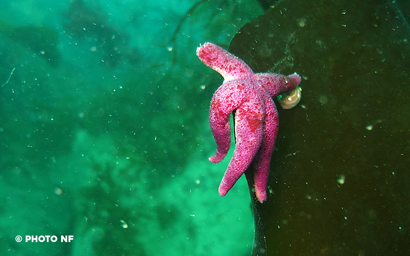 Etoile de mer - Ploumanach - Plongée