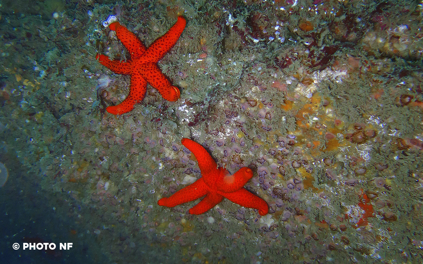 Etoile de mer - Ploumanach - Plongée