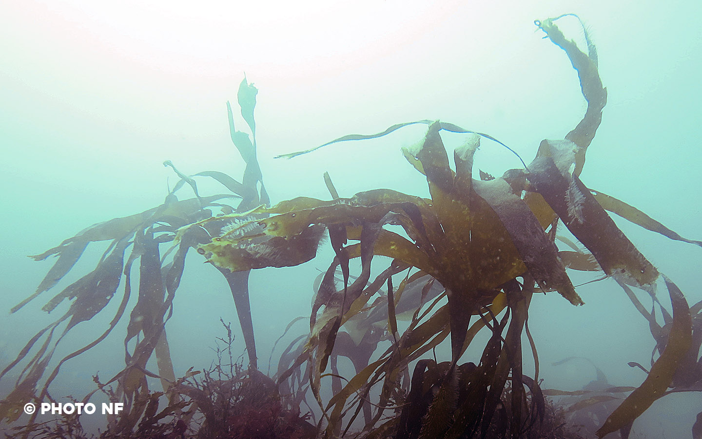 Laminaire - Audierne - Apnée