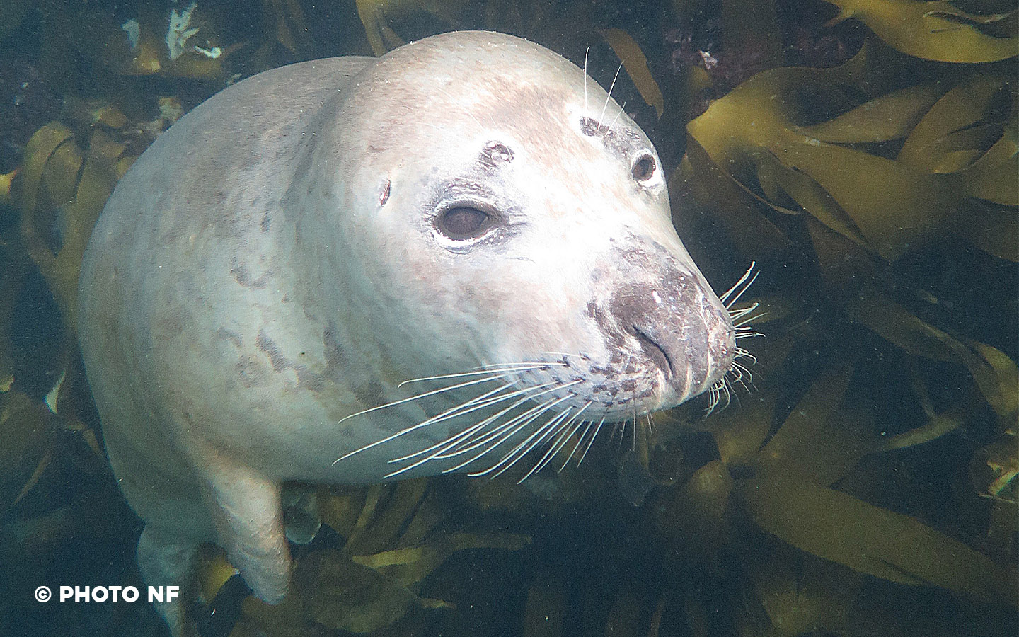Nager avec les phoques - Episode 10
