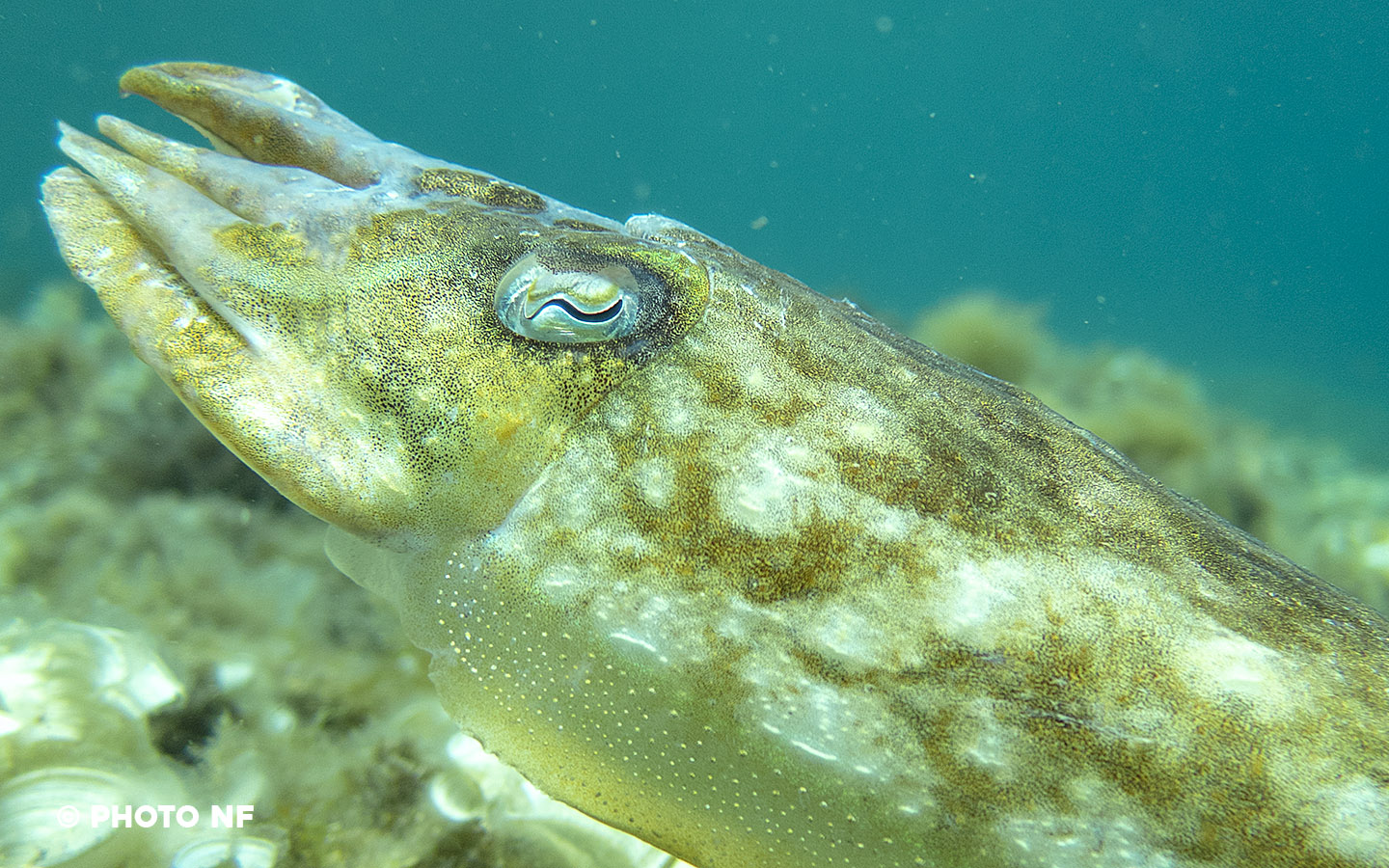 Seiche - Apnée Espagne