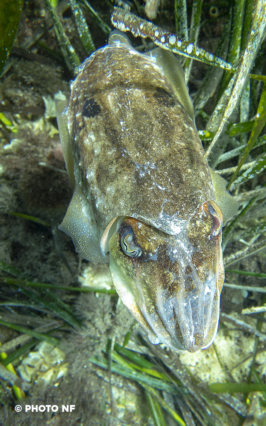 Seiche - Apnée Espagne