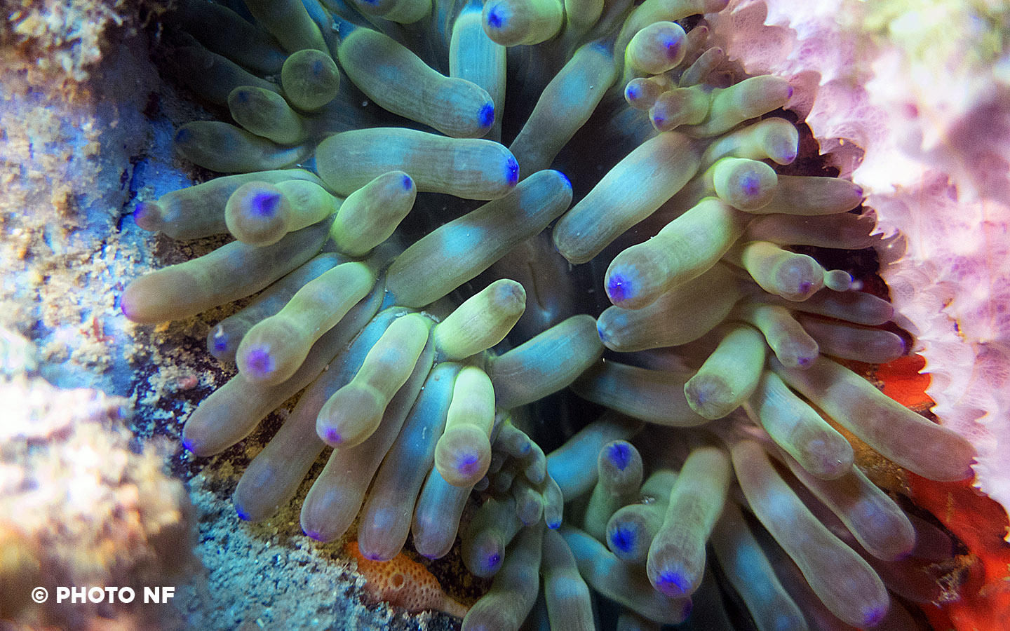 Anémone charnue - Plongée Espagne