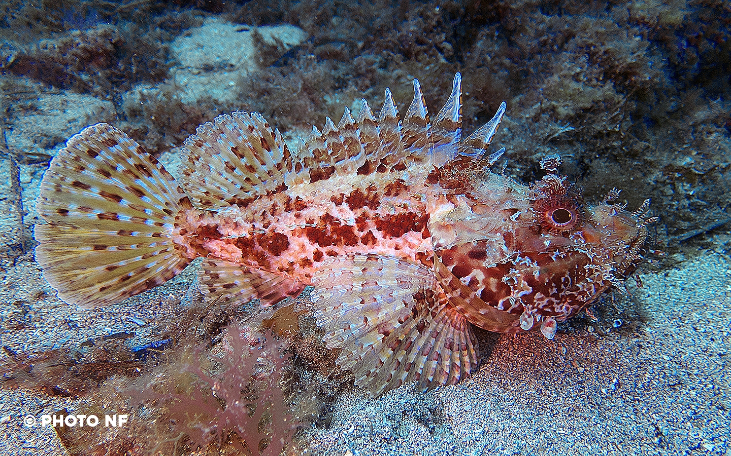 Chapon - Plongée Espagne