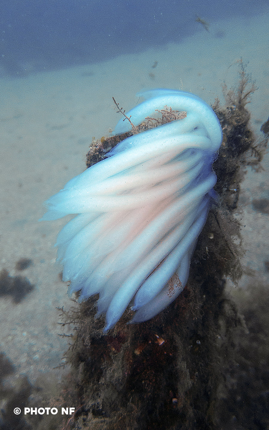 Ponte de seiche - Plongée Espagne