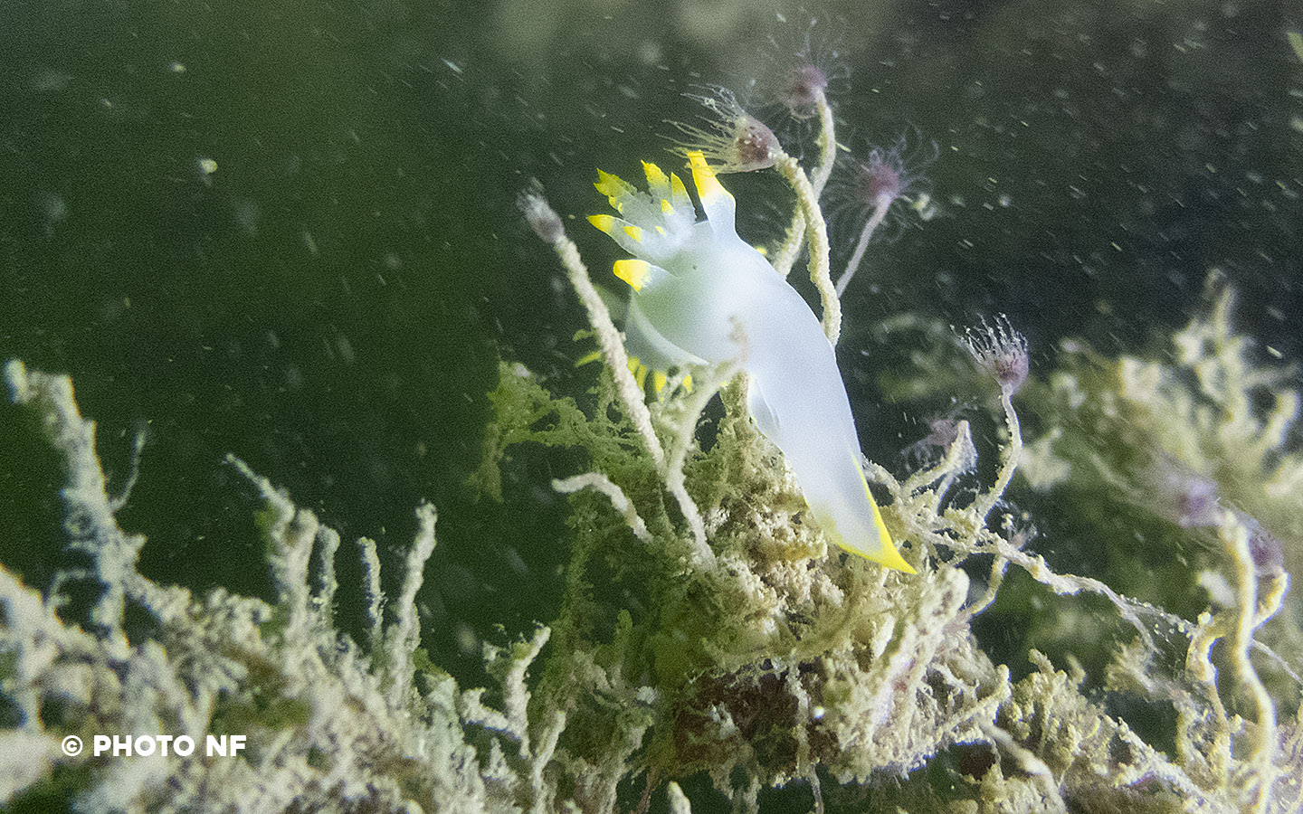 Polycére des Féroé - Port Navalo - Plongée