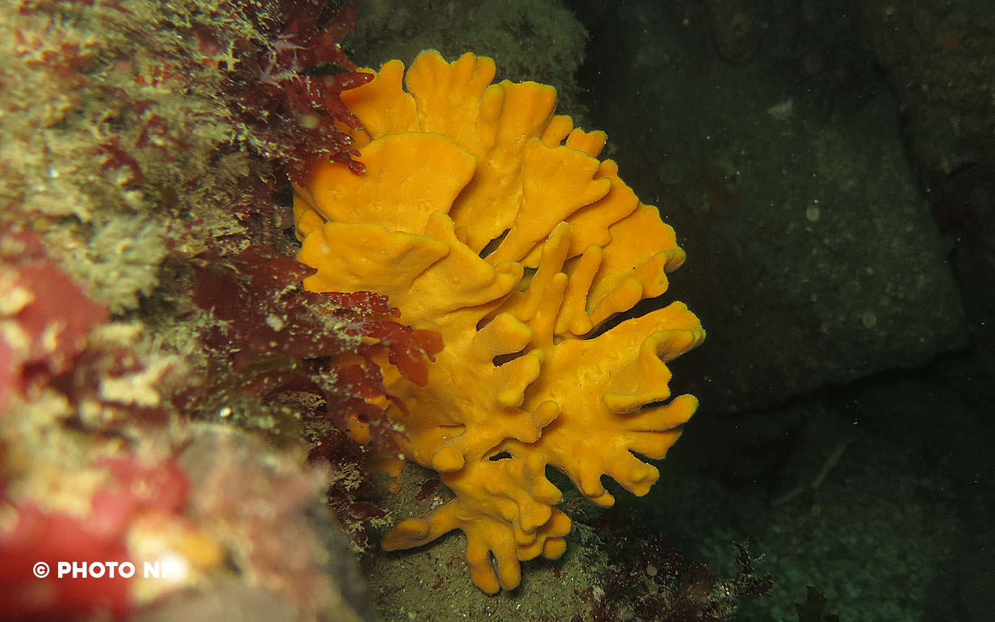 Bryozoaire bois de cerf - Saint Cast - Plongée