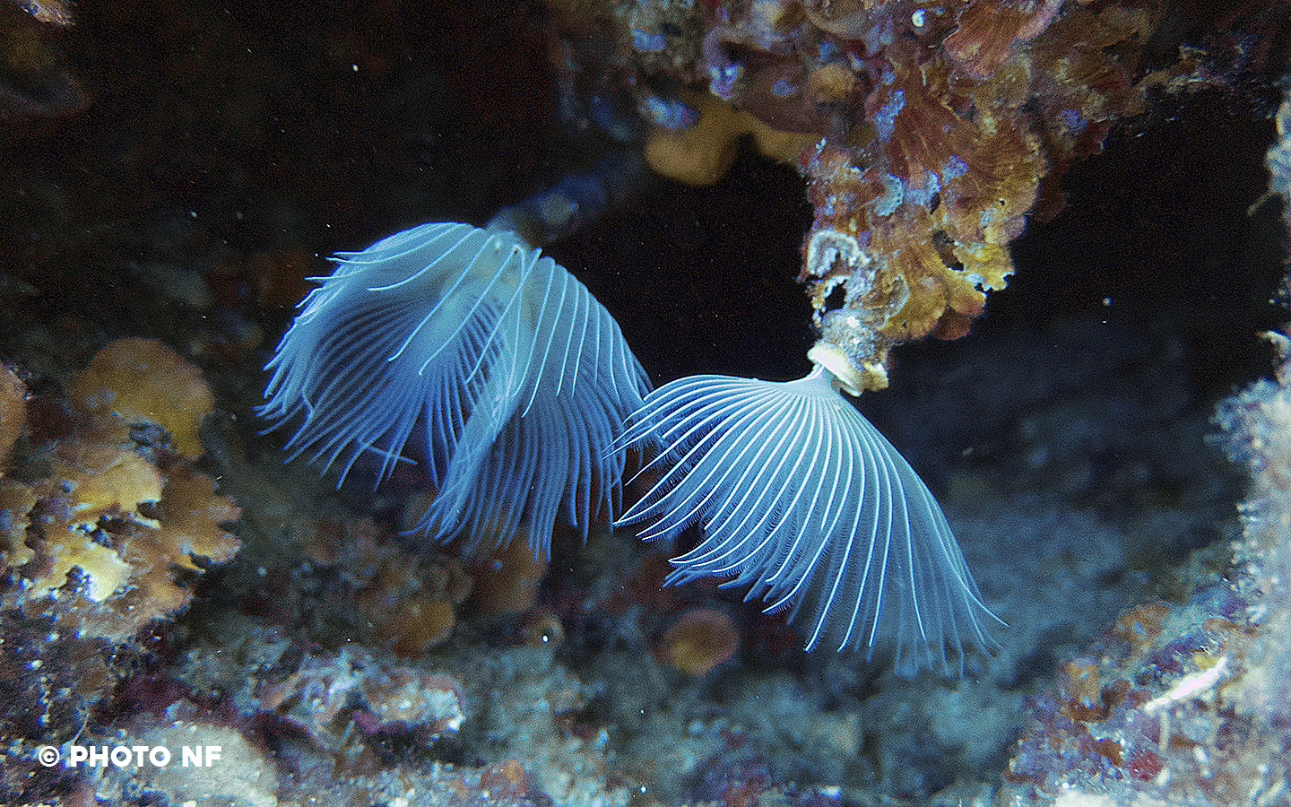 Spirographe - Plongée Sicile