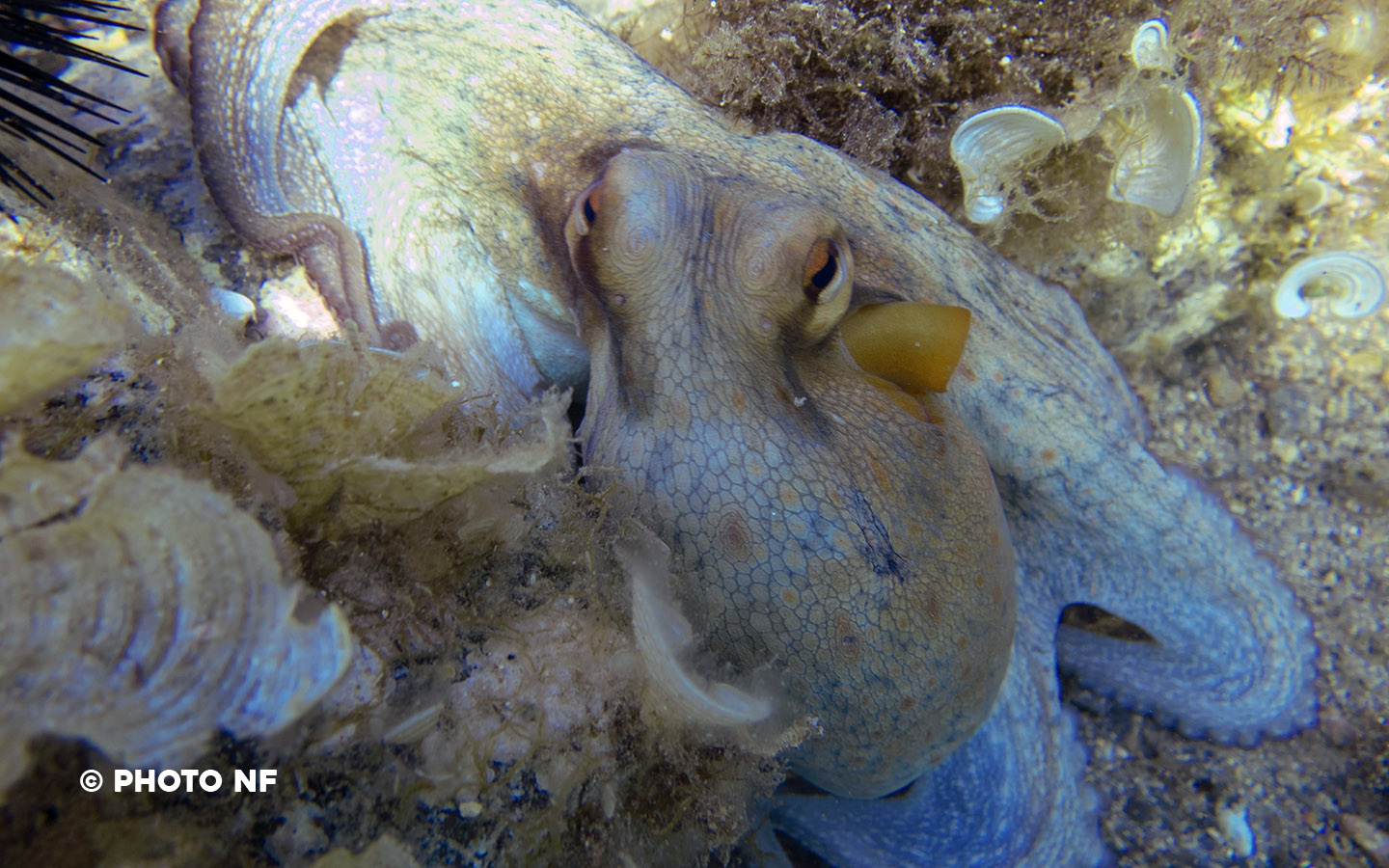 Poulpe - Apnée Espagne