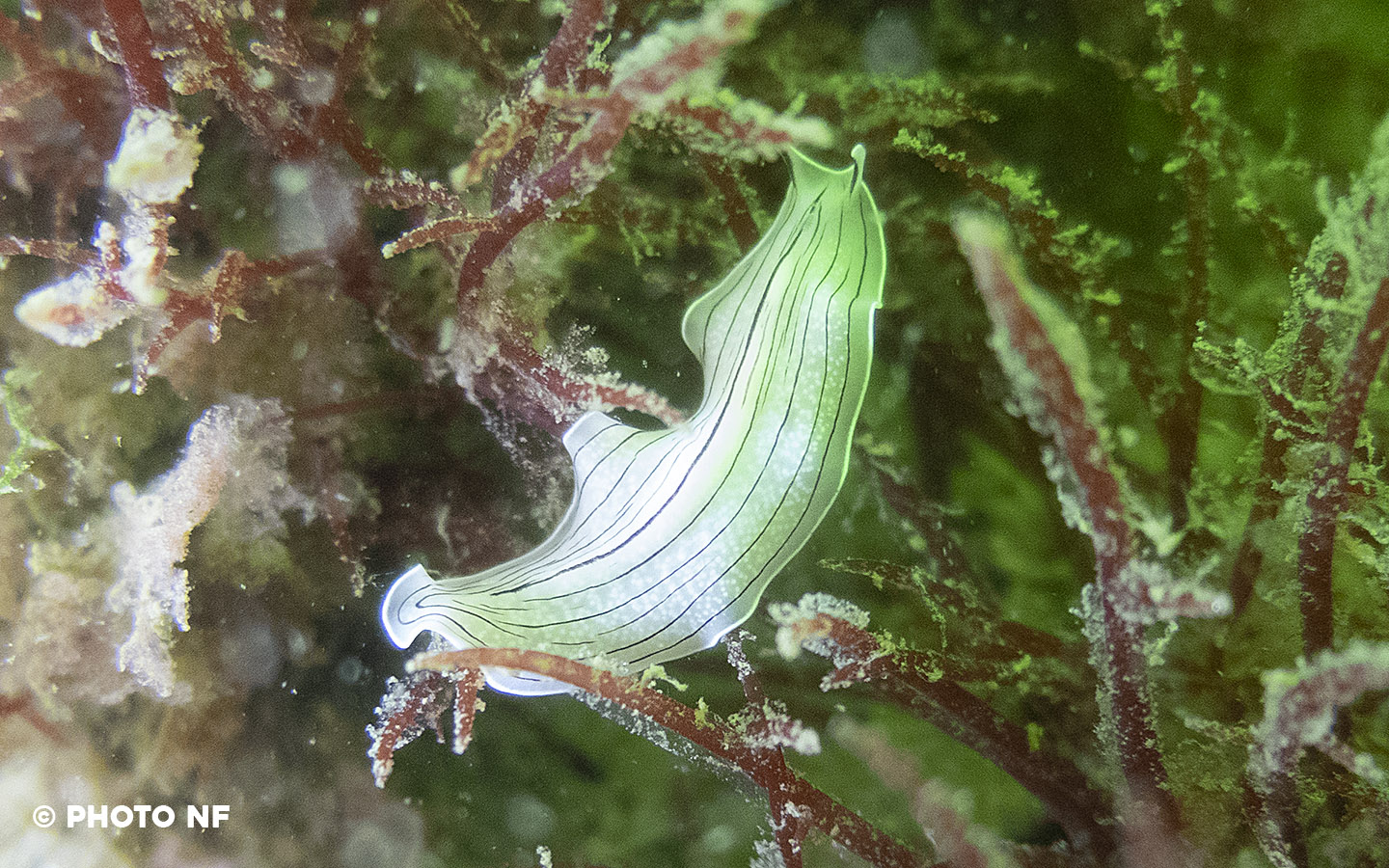 Ver plat - Port Navalo - Plongée