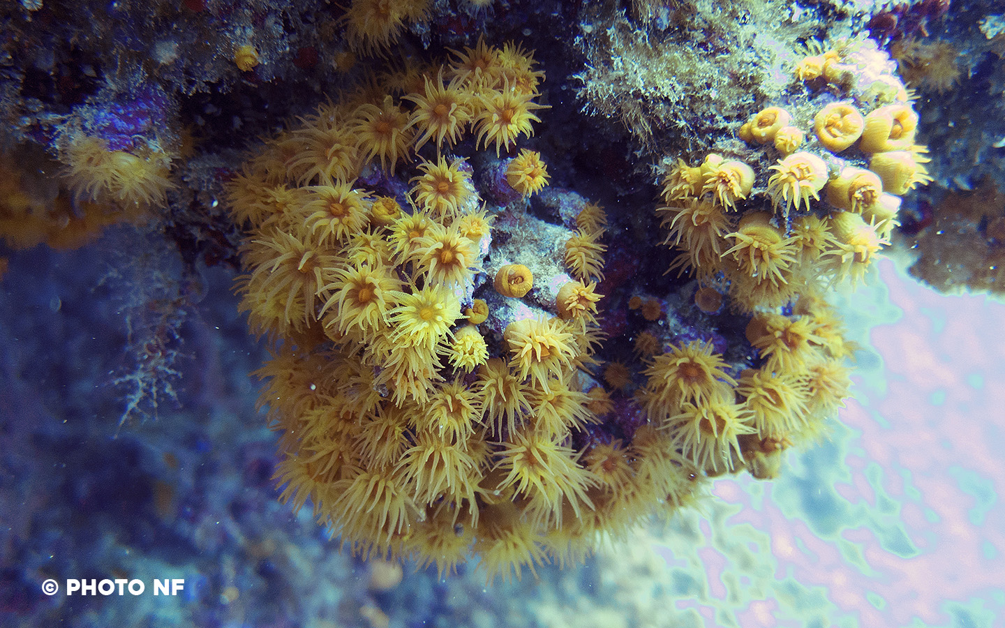 ZOANTHAIRE-ÉPONGE DORÉ