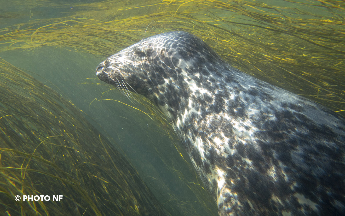 nager avec les phoques - 11eme rencontre
